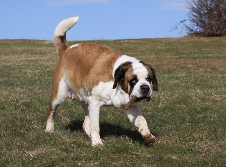 pregnant st bernard